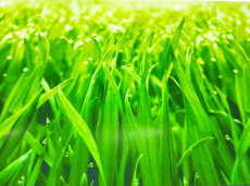 Стеновые панели из АБС-пластика, Кухонный фартук Трава 3000x600x1.5 мм глянец